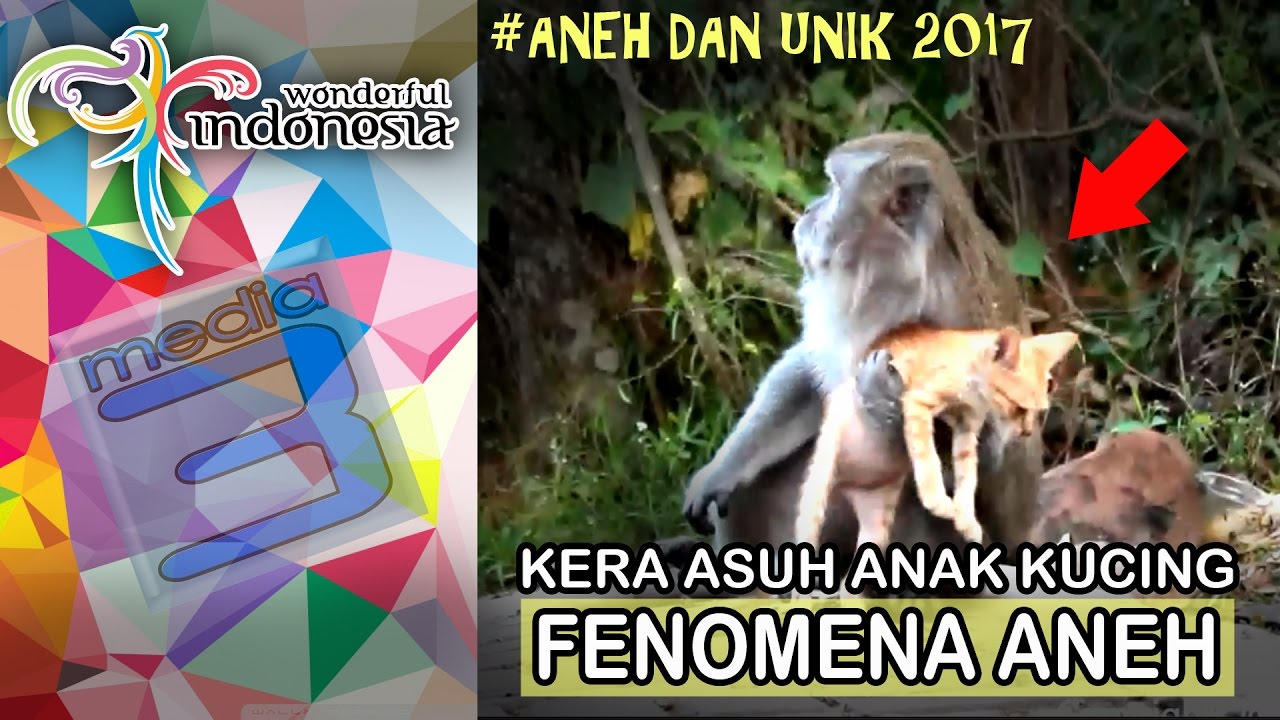 Cara Membuat Makanan Kucing Persia Sendiri Yang Murah