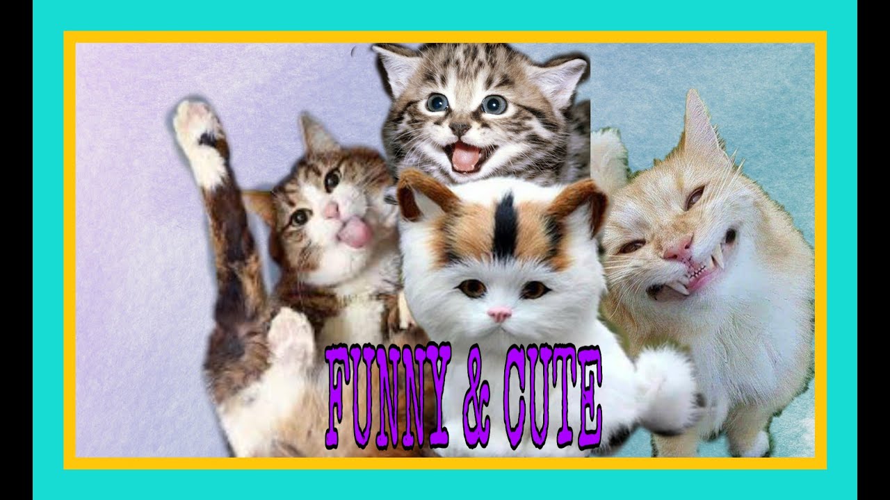 FUNNY AND CUTE CAT VIDEOS COMPILATION 2020 