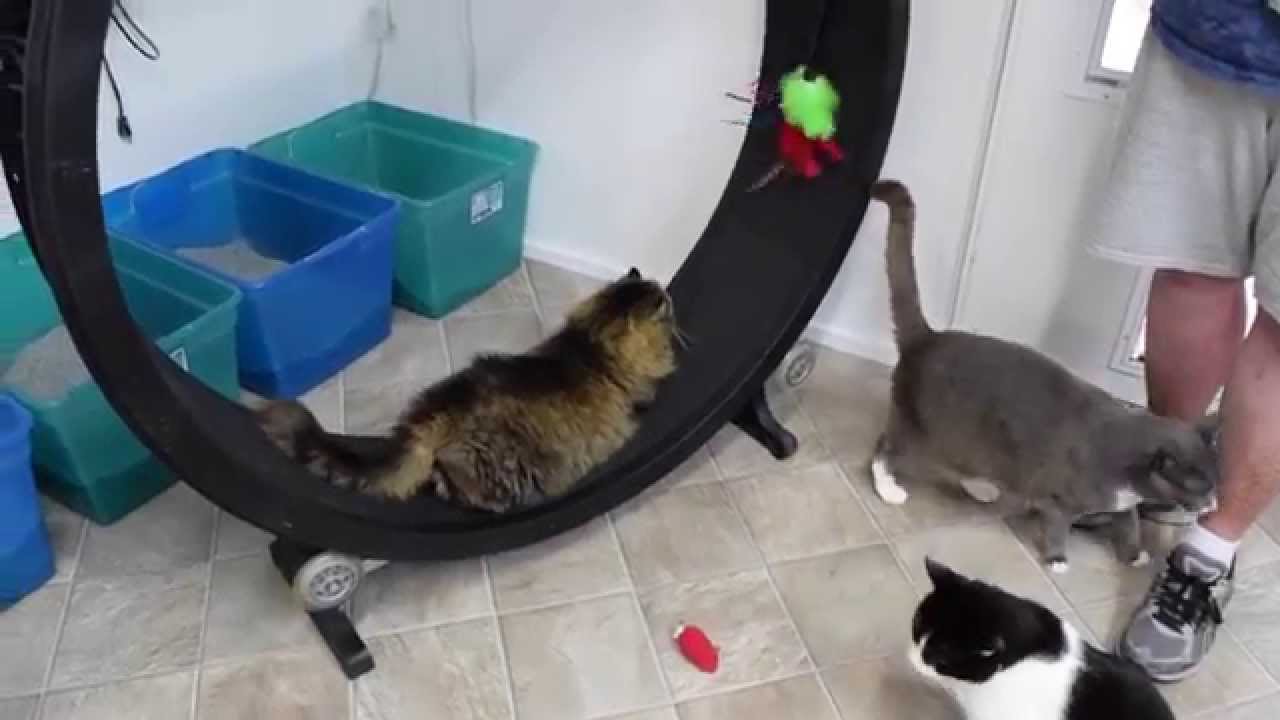 special needs animals for adoption near me Will Colonel become a wheel walker
