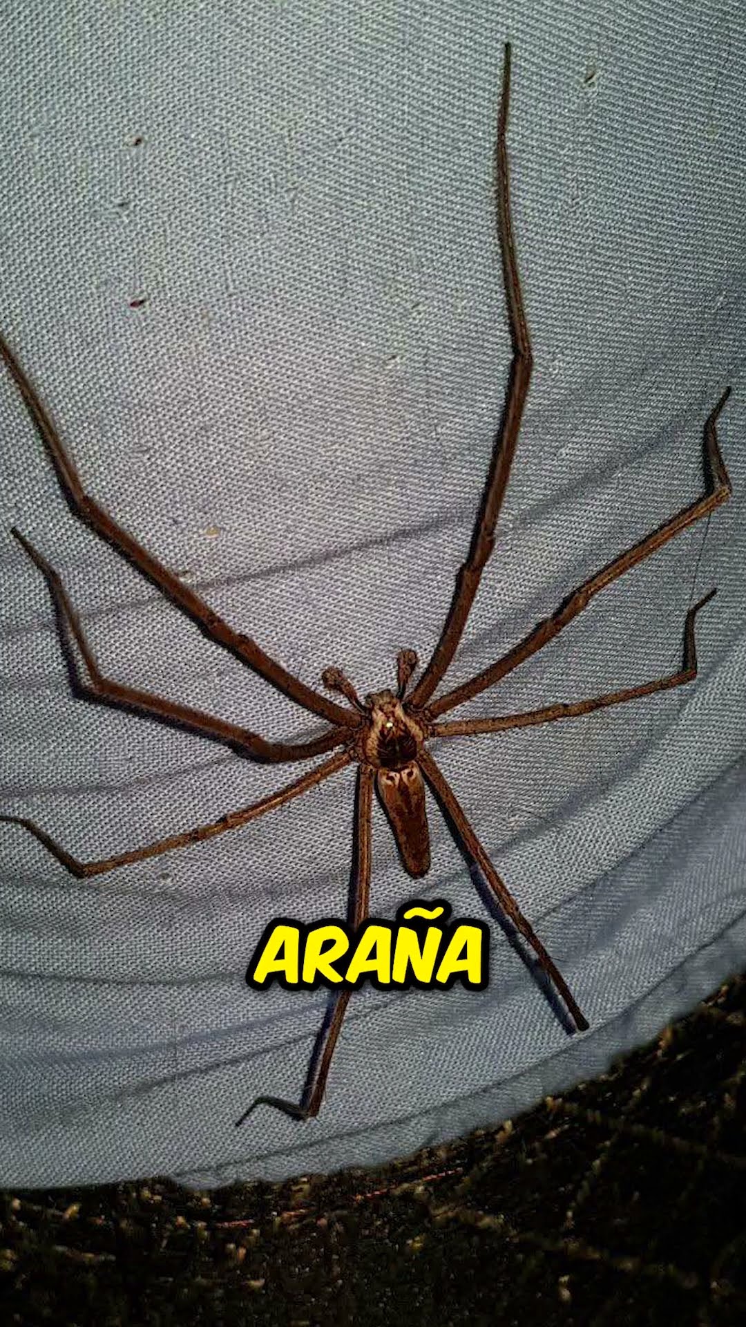 ¡El final me habría DEJADO en shock! ??