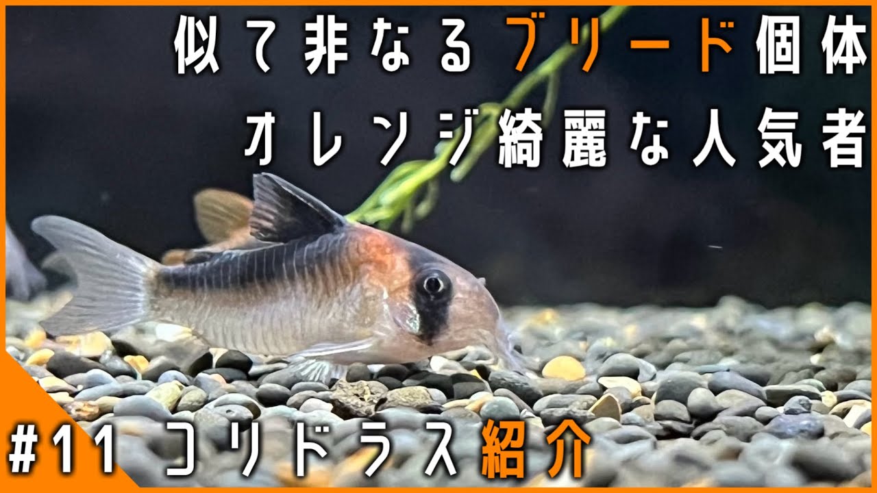 大人気のコリドラス！ブリードとワイルドに残る謎…｜コリドラス 
