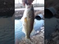 Christmas eve bass