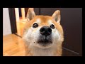 十五夜の柴犬ハチ家🌝夜の雑談をしましょう