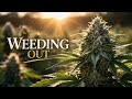 WEEDING 🌱 OUT .... CHAPTER 3