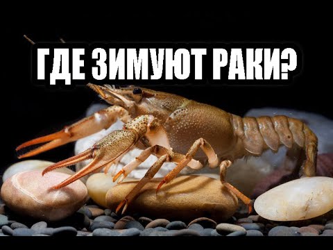 ГДЕ ЗИМУЮТ РАКИ?