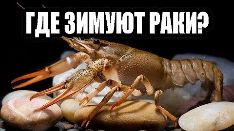 ГДЕ ЗИМУЮТ РАКИ?