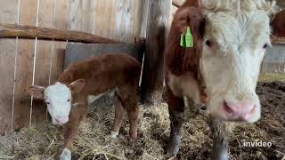 видео: Чуть не потеряли теленка #герефорд #корова #отел #теленок #трагедия #проблема#помощь #help #sos #кфх картинка: Чуть не потеряли теленка #герефорд #корова #отел #теленок #трагедия #проблема#помощь #help #sos #кфх