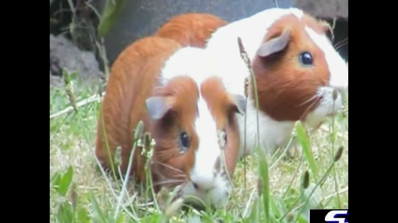 Guinea Pig Treasure Hunt (Part 1) (Less Shaky) - Guinea Pig Treasure Hunt (Part 1) (Less Shaky)