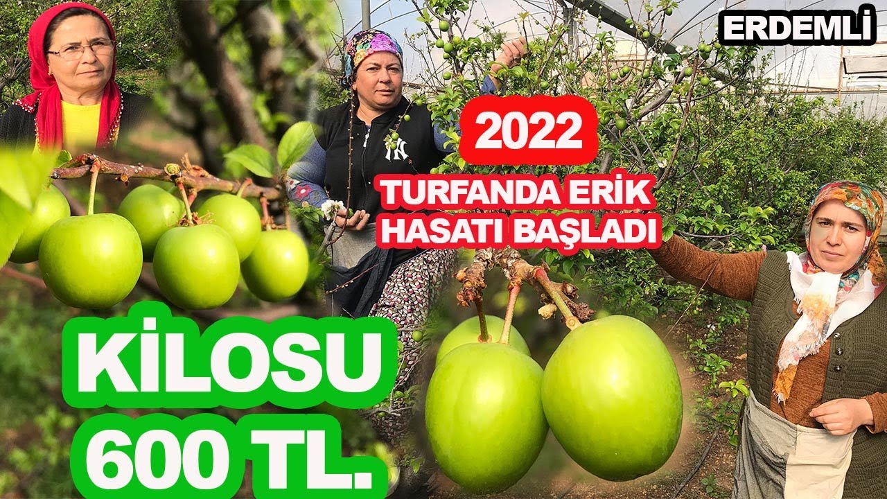 ERDEMLİ’DE İLK ERİK HASADI YAPILDI, KİLOSU 600 LİRAYA SATILDI