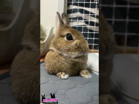 🐇きゅうけい