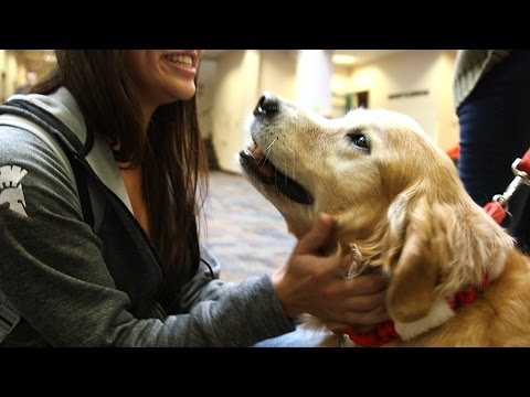 Video: ¿Estresado durante la semana de finales? ¿Qué tal un perro de terapia en la escuela!
