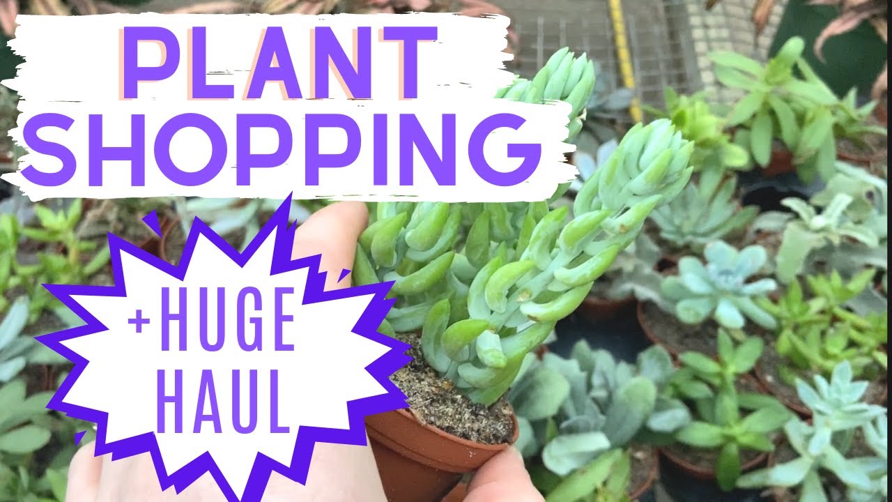 HOUSE PLANT SHOPPING + HAUL GO PLANT SHOPPING WITH ME !! YouTube