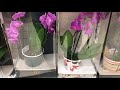 Обзор орхидей Ашан Марфино 9 августа 2018 г.