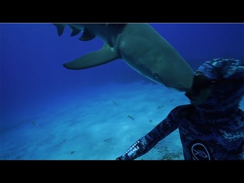 Shark 'Headbutts' Diver On Camera