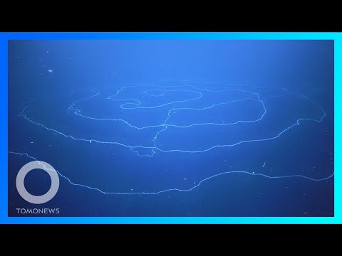 深海巨無霸！科學家發現身長120公尺巨型管水母