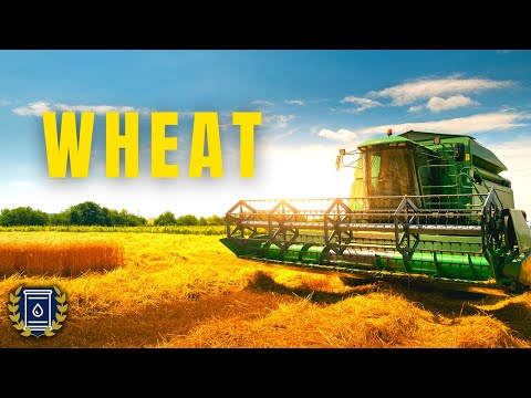 WHEAT ডকুমেন্টারি: গম সম্পর্কে আপনি যা জানতে চেয়েছিলেন সবকিছু