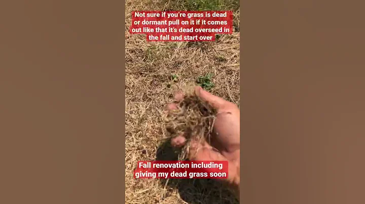Dormant or dead grass find out watch this short sub to channel fall renovation coming soon