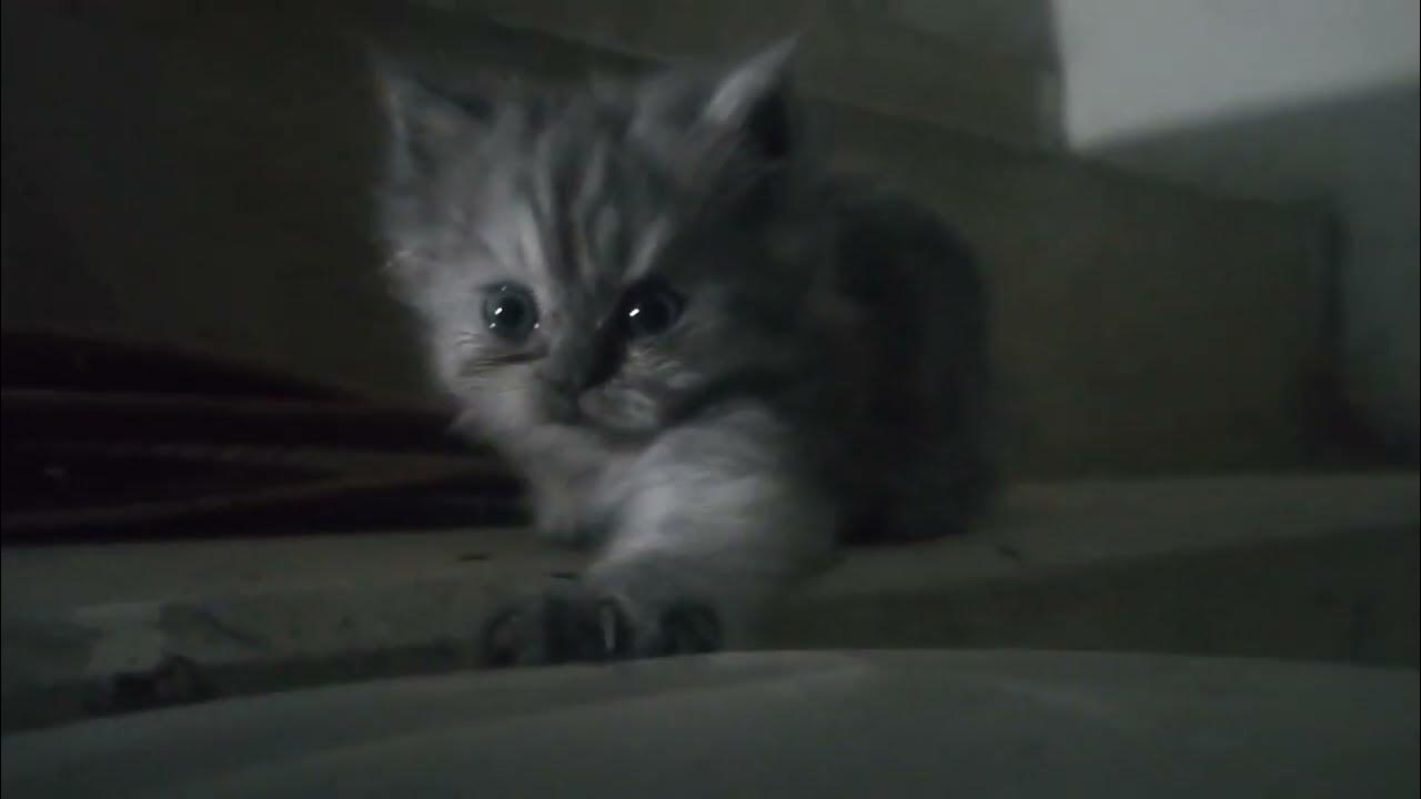 the-shadow-silent-but-cute-kitten-following-me-youtube