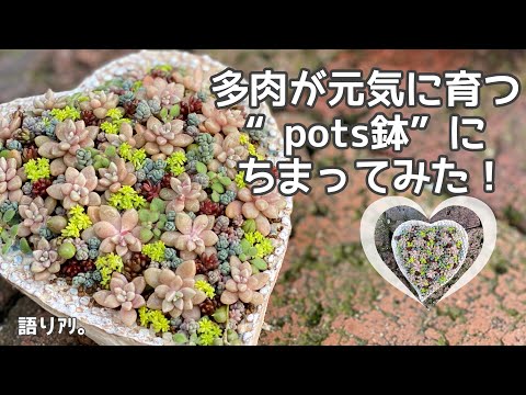 セダムをちまってみた 多肉の欲しがる鉢 Pots鉢 Youtube