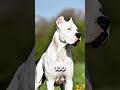Rottweiler vs Dogo Argentino — The Ultimate Battle of Power and Heart! 💪🐾