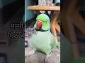 Mummy Mitthu bete 🌿🦜💚 #parrot #funny #funnyanimal #ringneckparrot #talkingparrot