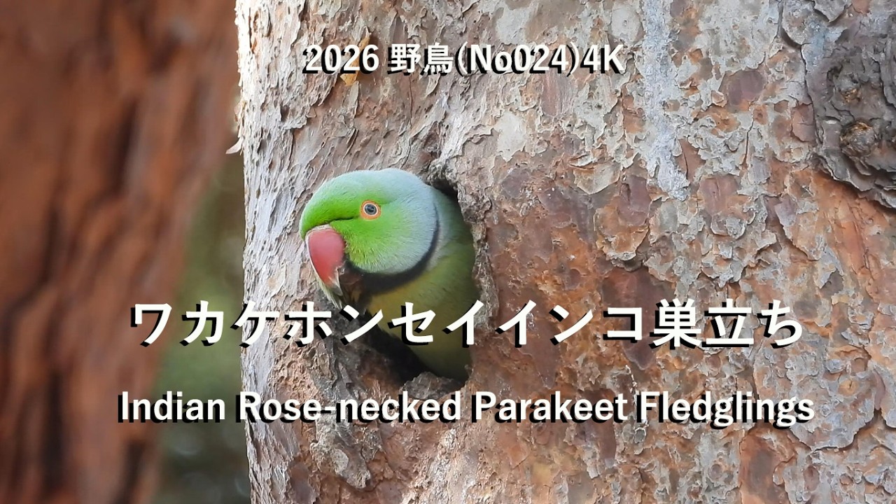 2026ワカケホンセイインコ巣立ち野鳥4K(No024)Indian Rose-necked