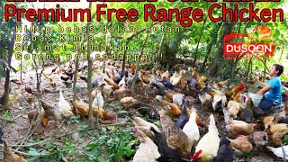 AYAM KAMPUNG ASLI LEPAS BEBAS DALAM HUTAN