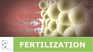 Fertilization