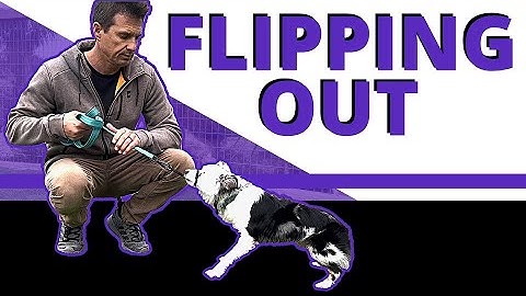 Relentless Non-Stop Barking - Improving Reactivity in an unsocialized Australian Shepherd.