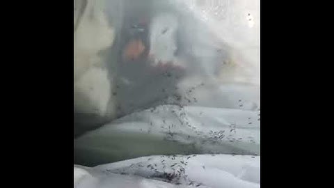 Ants in the trash