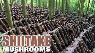 How Farmers Grow Shiitake Mushrooms on Logs