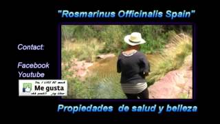 Rosmarinus Officinalis Spain