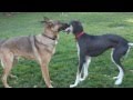 Saluki and German Shepherd at Dog Park