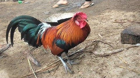 qaib dib phab ej dib tuaj zoo