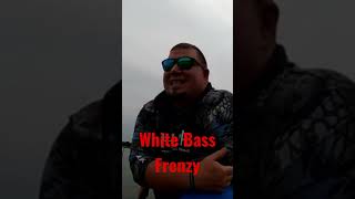 White Bass Frenzy! #shorts #frenzy #white #bass #fishing #lake