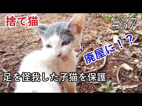 捨て猫（子猫）を保護しました。足を怪我して助けを呼ぶ鳴き声が・・・--rescued-kittens-.blood-of-a-wildcat.yamato-the-cat.-#37