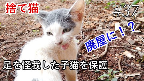 Cats Videos Paraguay Youtube