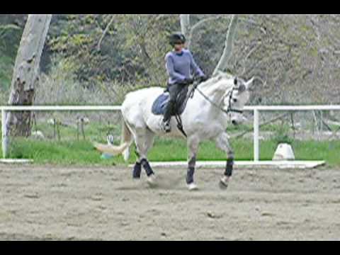 Wesley's Wings2 - trot sidepass