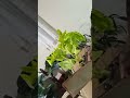 É tão gratificante ver as plantas chegaram bem até a cliente 🙏🌿🥰