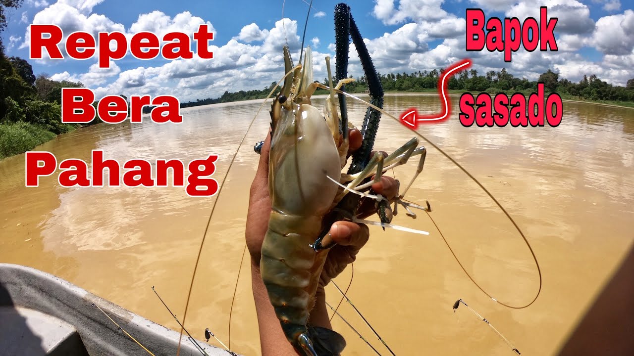 Mancing udang galah bera | kampung seberang guai | komplot kasi repeat