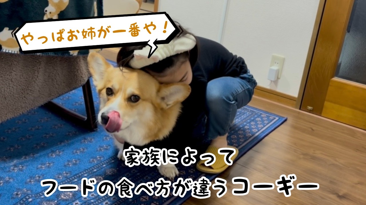 食事を出してくれる人を選ぶコーギー