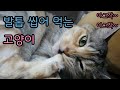 발톱 씹어 먹는 고양이/발가락 그루밍 ASMR / cat chew up claw