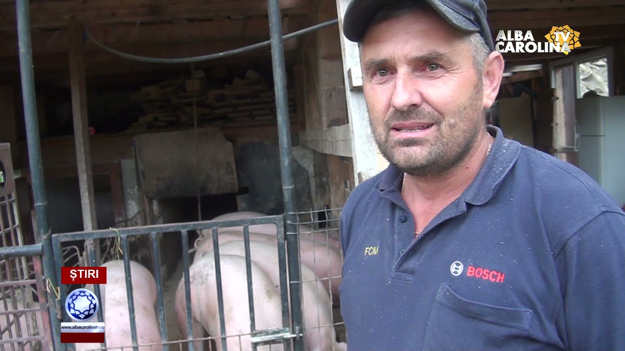 Are porci...  de rup cântarul!!!