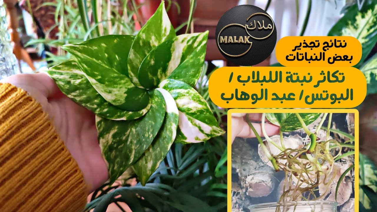 تجذير نقل وتكاثر بعض أنواع النباتات|نبتة البوتس،الخطوات الأولية للتعامل مع النبتة الجديدة|ملاك Malak