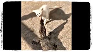 СМЕШНЫЕ ЖИВОТНЫЕ, КОТЫ, СОБАКИ и ДРУГИЕ FUNNY ANIMALS, CATS, DOGS, and OTHERS #574 СМЕШНЫЕ ЖИВОТНЫЕ, КОТЫ, СОБАКИ и ДРУГИЕ FUNNY ANIMALS, CATS, DOGS, and OTHERS #574