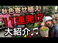 【寄せ植え大紹介】季節を楽しむ秋色寄せ植え