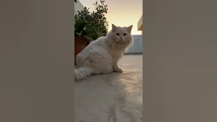 Video 279351: persian cat pets cute, persian cat baby pet, cat pets fight, cat pets cute animals, cat odd