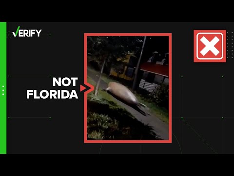 No, this video of a seal is not from Florida during Hurricane Ian