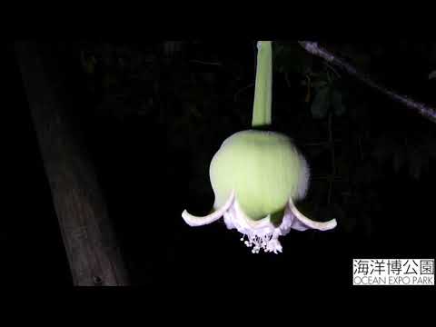 アフリカバオバブ開花 １倍速 Youtube