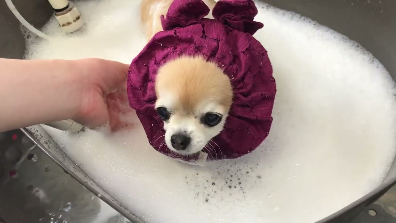 きなこちゃんマイクロバブル♫